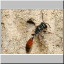 Mimesa sp - Grabwespe 02a 7mm.jpg